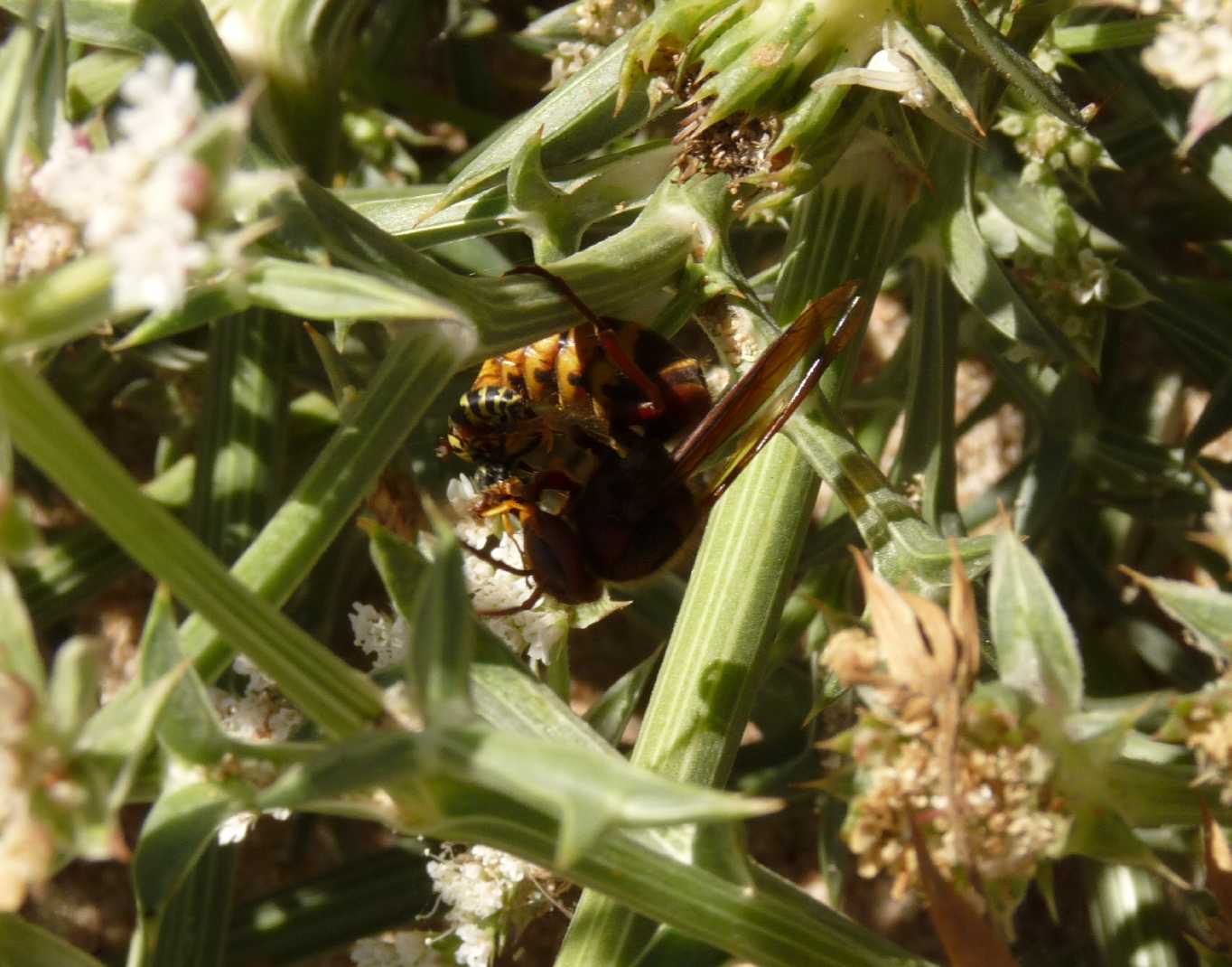 Vespa crabro in Sardegna